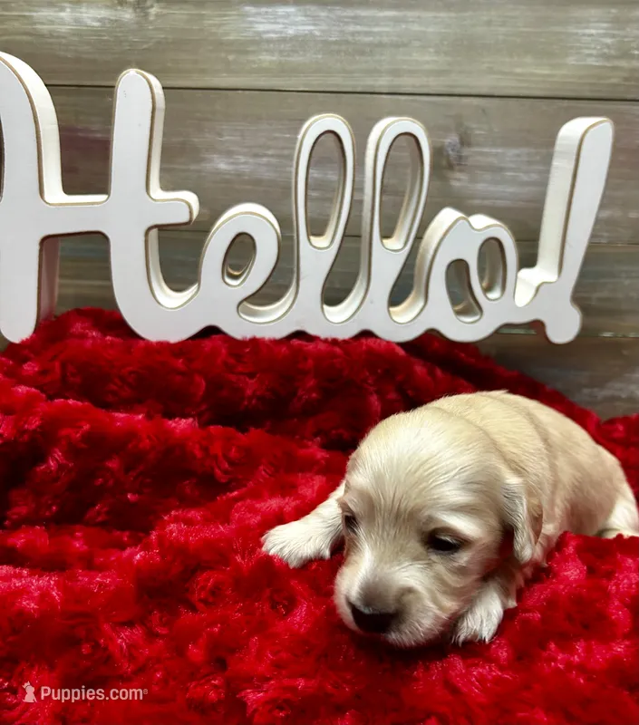 Ron – Miniature Dachshund puppy for sale in McDonough, GA