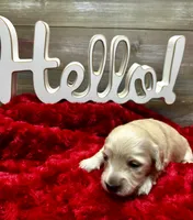 Ron, a male Miniature Dachshund for sale in McDonough, GA – 1 of 2