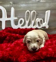 Neville, a male Miniature Dachshund for sale in McDonough, GA – 2 of 2