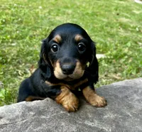 Jenny , a female Miniature Dachshund for sale in McDonough, GA – Photo 1 of 4