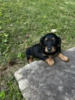 Jenny , a female Miniature Dachshund for sale in McDonough, GA – Photo 3 of 4