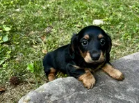 Jenny , a female Miniature Dachshund for sale in McDonough, GA – Photo 2 of 4