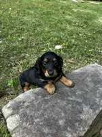 Jenny , a female Miniature Dachshund for sale in McDonough, GA – Photo 4 of 4