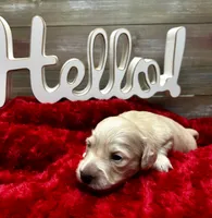 Hermione, a female Miniature Dachshund for sale in McDonough, GA – 2 of 2