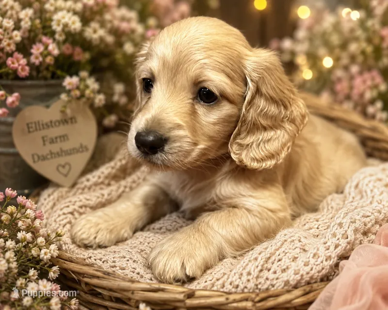 Neville – Dachshund, Miniature Dachshund puppy for sale in McDonough, GA