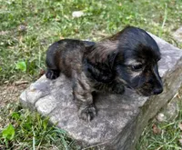 Jack, a male Miniature Dachshund for sale in McDonough, GA – Photo 2 of 3