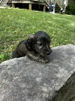 Jack, a male Miniature Dachshund for sale in McDonough, GA – Photo 3 of 3