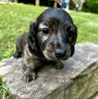 Jack, a male Miniature Dachshund for sale in McDonough, GA – Photo 1 of 3