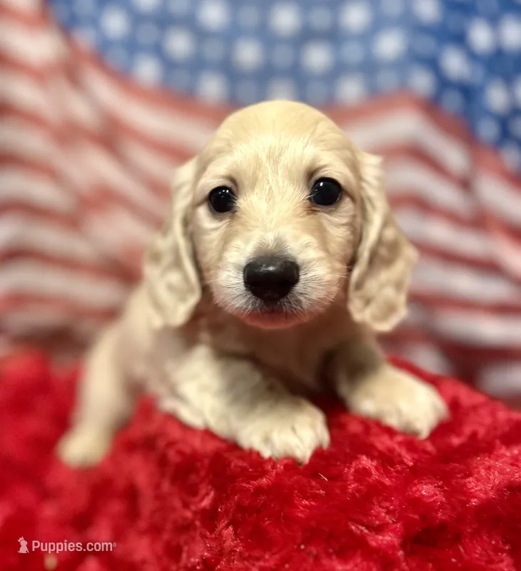 Neville – Miniature Dachshund puppy for sale in McDonough, GA