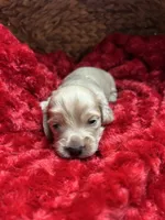 Buck, a male Miniature Dachshund for sale in McDonough, GA – Photo 3 of 3