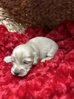 Buck, a male Miniature Dachshund for sale in McDonough, GA – Photo 2 of 3