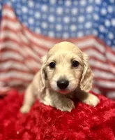 Neville, a male Dachshund and Miniature Dachshund for sale in McDonough, GA – 2 of 3