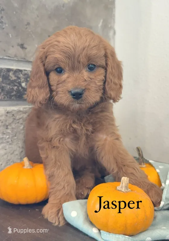 Jasper – Cavapoo puppy for sale in Inwood, IA