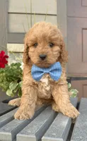 Griffin, a male Cavapoo for sale in Inwood, IA – 1 of 2