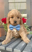 Griffin, a male Cavapoo for sale in Inwood, IA – 2 of 2