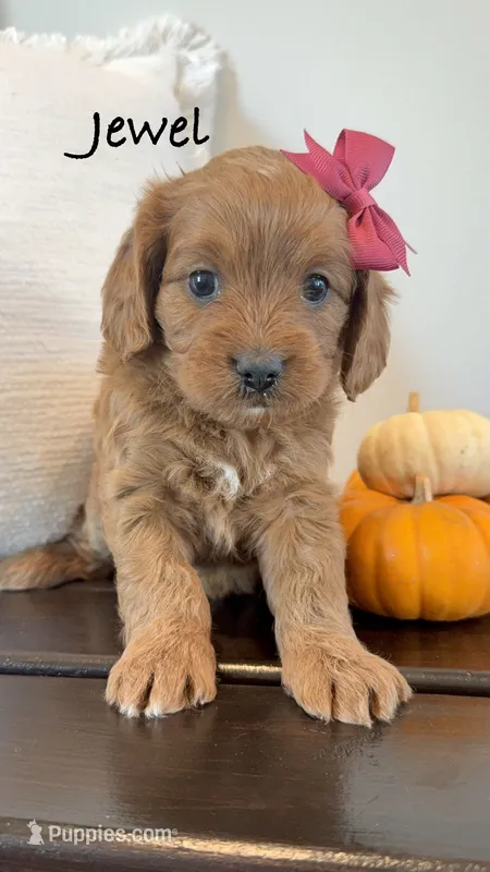 Jewel – Cavapoo puppy for sale in Inwood, IA