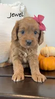Jewel, a female Cavapoo for sale in Inwood, IA – 1 of 1
