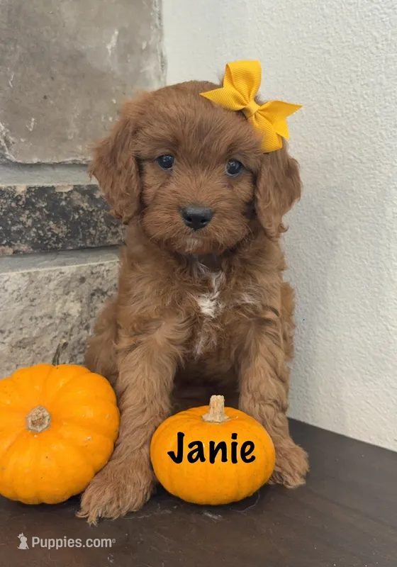 Janie – Cavapoo puppy for sale in Inwood, IA