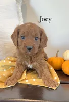 Joey, a male Cavapoo for sale in Inwood, IA – 1 of 1