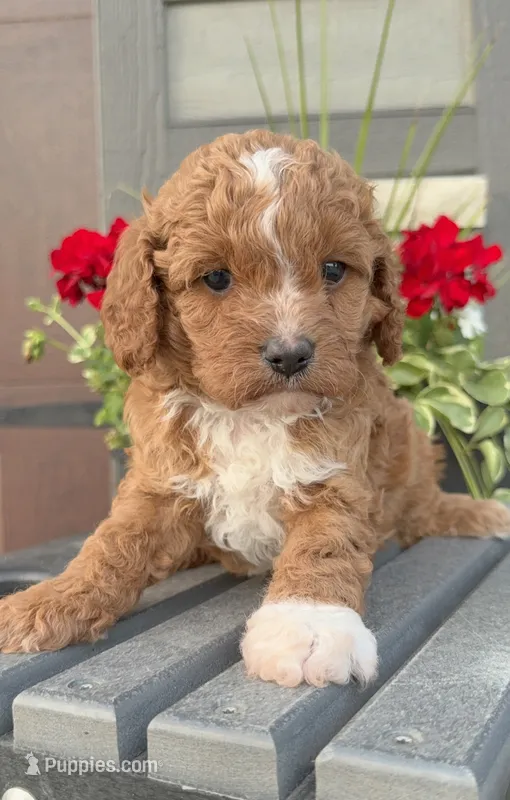 Hunter  – Cavapoo puppy for sale in Inwood, IA