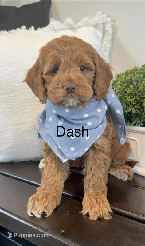 Dash