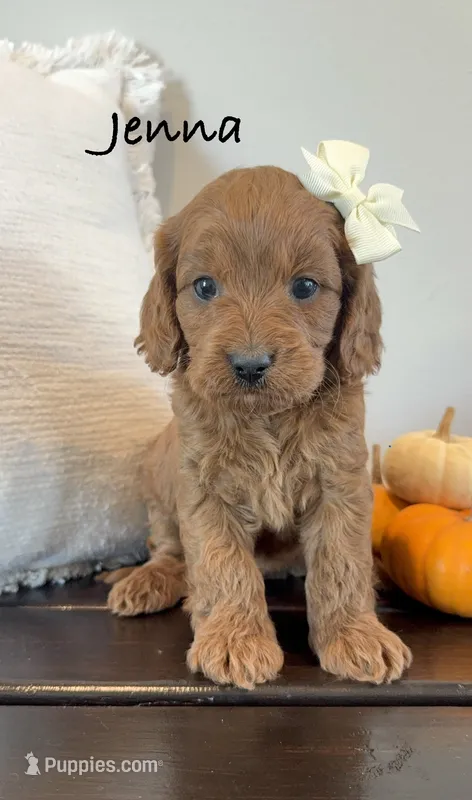 Jenna – Cavapoo puppy for sale in Inwood, IA
