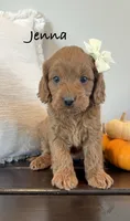 Jenna, a female Cavapoo for sale in Inwood, IA – 1 of 1