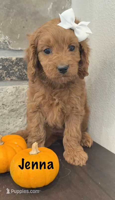 Jenna – Cavapoo puppy for sale in Inwood, IA