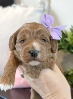 Darcy, a female Cockapoo for sale in Inwood, IA – Photo 3 of 3