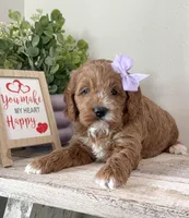 Darcy, a female Cockapoo for sale in Inwood, IA – Photo 1 of 3