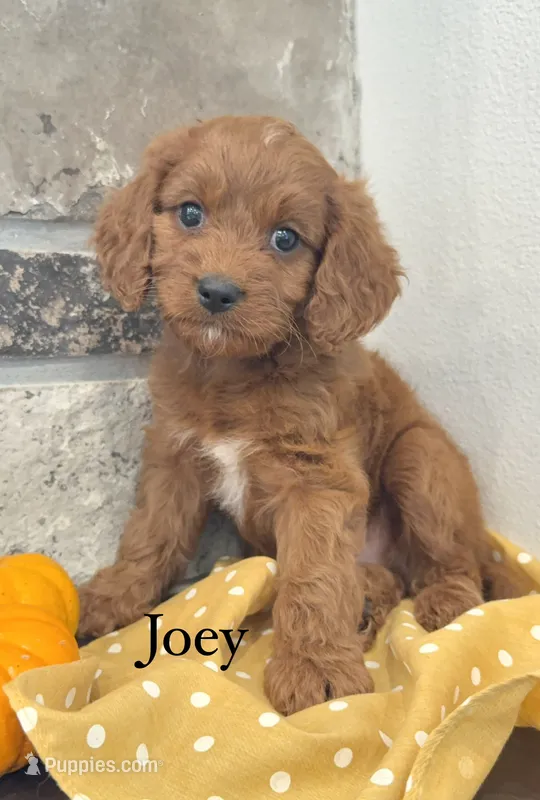 Joey – Cavapoo puppy for sale in Inwood, IA