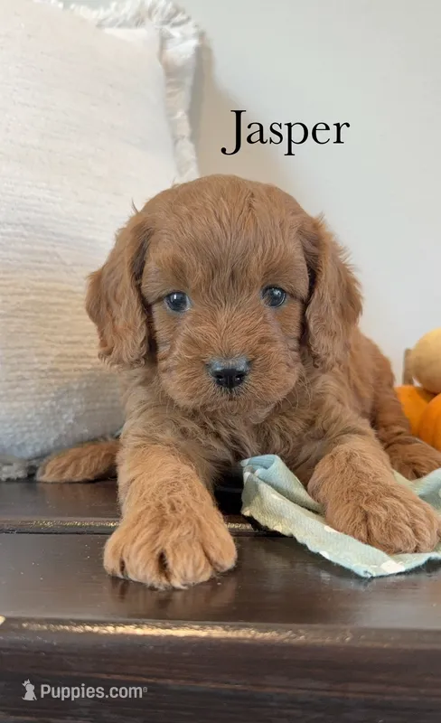 Jasper – Cavapoo puppy for sale in Inwood, IA