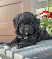 Hank, a male Cavapoo for sale in Inwood, IA – 3 of 3