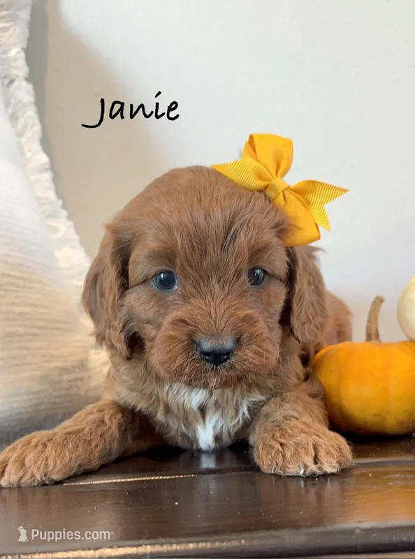 Janie – Cavapoo puppy for sale in Inwood, IA