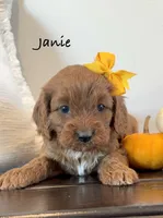 Janie, a female Cavapoo for sale in Inwood, IA – 1 of 1