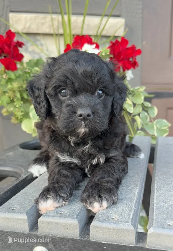 Hank – Cavapoo puppy for sale in Inwood, IA