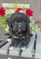 Hank, a male Cavapoo for sale in Inwood, IA – 1 of 3