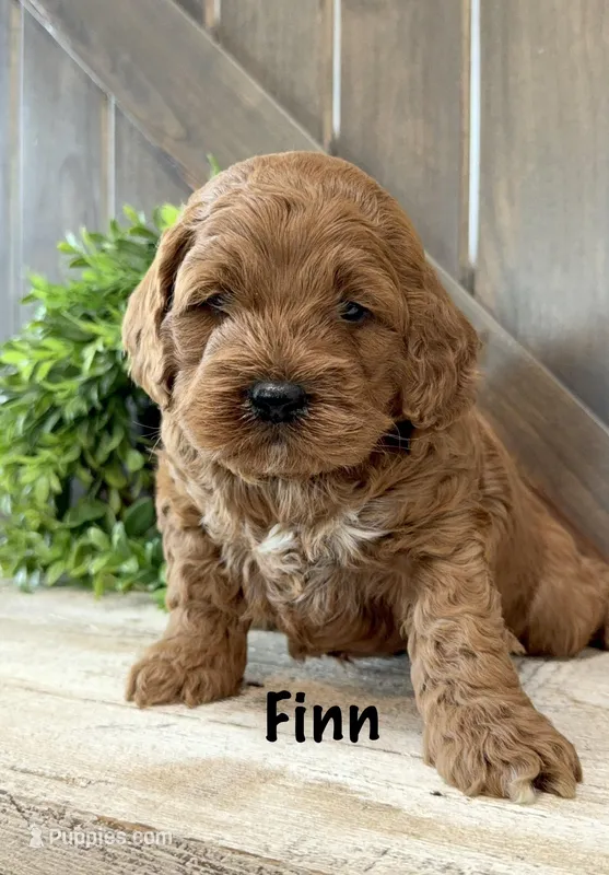 Finn – Cockapoo puppy for sale in Inwood, IA