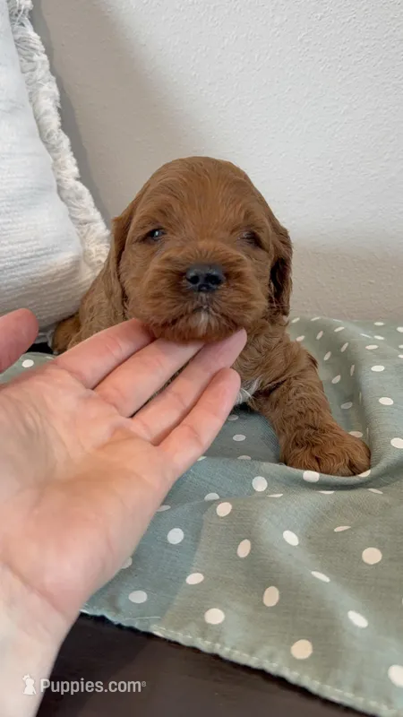 Finn – Cockapoo puppy for sale in Inwood, IA