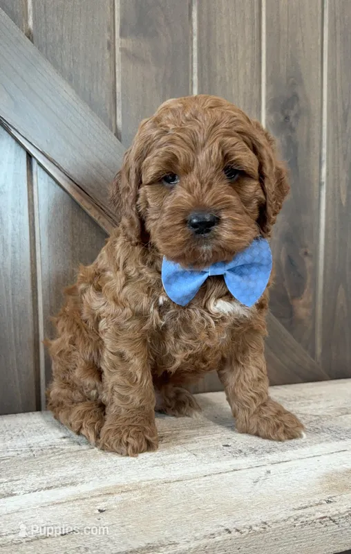 Finn – Cockapoo puppy for sale in Inwood, IA