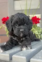 Hank, a male Cavapoo for sale in Inwood, IA – 2 of 3