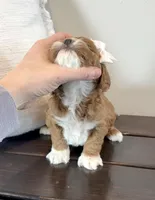 Felicia, a female Cockapoo for sale in Inwood, IA – Photo 2 of 2