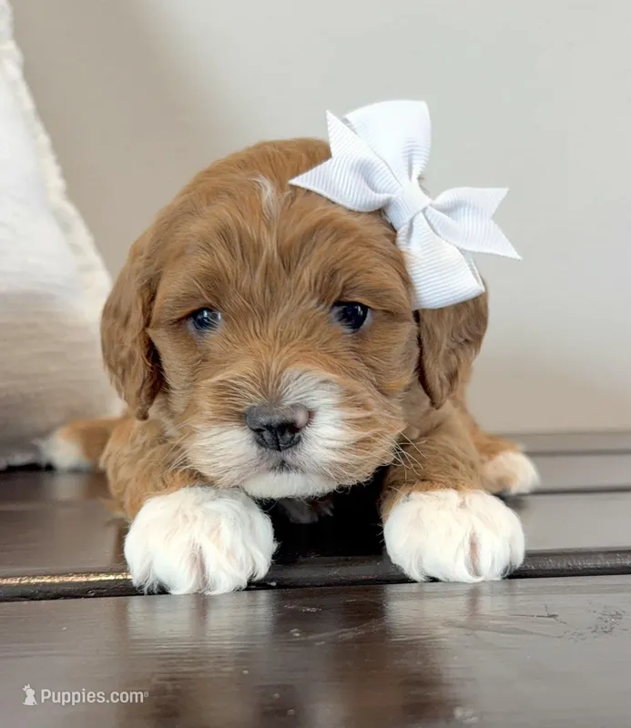 Felicia – Cockapoo puppy for sale in Inwood, IA