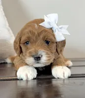 Felicia, a female Cockapoo for sale in Inwood, IA – Photo 1 of 2