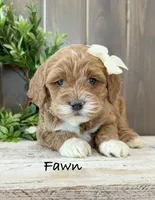 Fawn, a female Cockapoo for sale in Inwood, IA – Photo 3 of 3