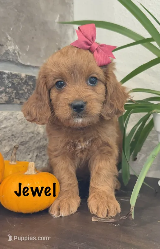 Jewel – Cavapoo puppy for sale in Inwood, IA