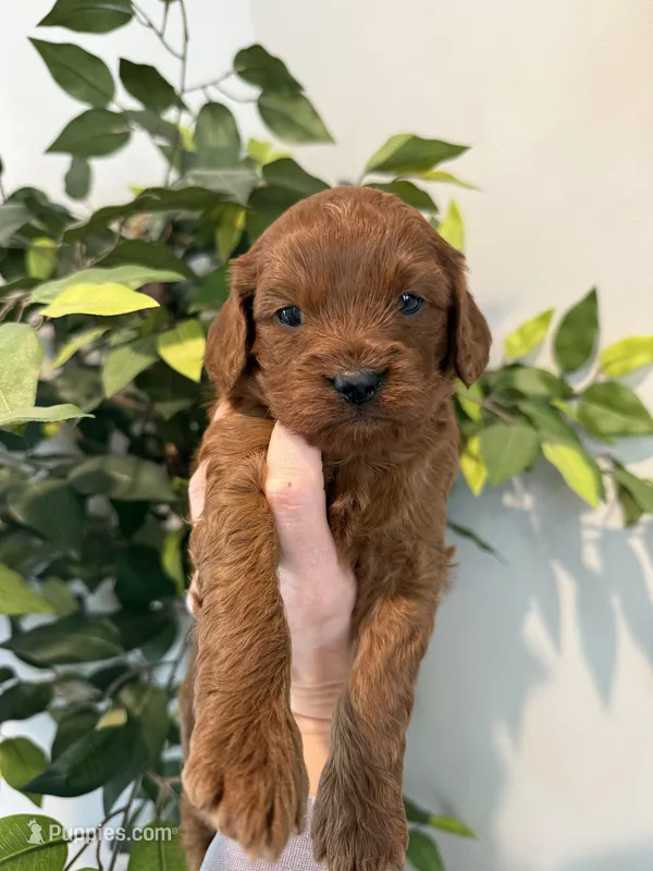 Eli – Cavapoo puppy for sale in Inwood, IA