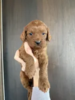 Eli, a male Cavapoo for sale in Inwood, IA – Photo 2 of 2