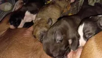 Dottie, a female American Pit Bull Terrier for sale in Roy, WA – 3 of 10