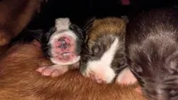 Dottie, a female American Pit Bull Terrier for sale in Roy, WA – 6 of 10
